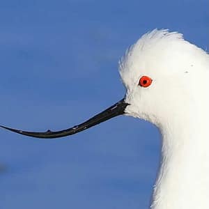 Observación de aves