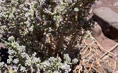La altura en San Pedro de Atacama: riesgos, consejos y cómo adaptarse de forma inteligente
