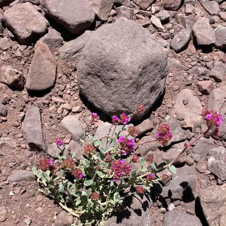 De Calama a Hierbas Buenas - Imagen 6